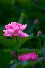 Fototapeta premium In the lotus pond with green leaves, beautiful lotus flowers are blooming in different postures.