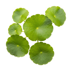  Water pennywort Isolated Water pennywort leaves on white background, studio lighting