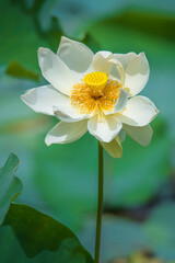 Obraz premium In the lotus pond with green leaves, beautiful lotus flowers are blooming in different postures.