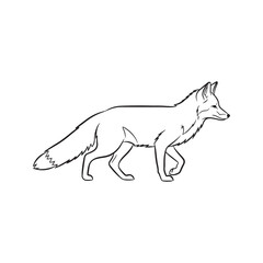 Black and White Line Drawing Red Fox Walking Side Profile