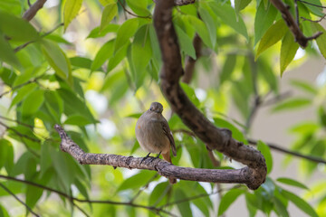 新緑の枝にとまるジョウビタキのメス