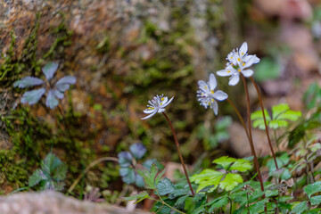苔むした岩のそばに咲くバイカオウレンの花