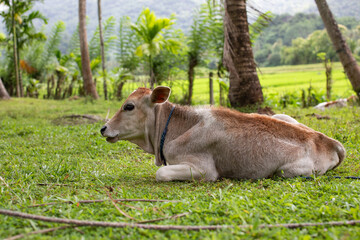 funny portrait of a calf, cow, a calf lies in a meadow