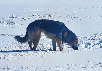 dog on snow