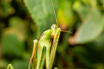 Green praying mantis
