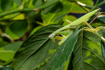 Green praying mantis