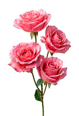 bouquet of pink roses