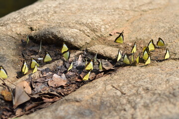 Group of Butterflies on Rock in Nature