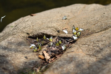 Group of Butterflies on Rock in Nature