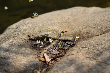 Group of Butterflies on Rock in Nature