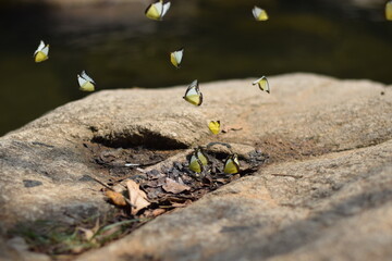 Group of Butterflies on Rock in Nature