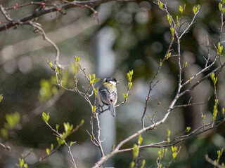 公園に佇むシジュウカラ