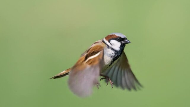 A sparrow with wings spread open and beak open in flight against green background