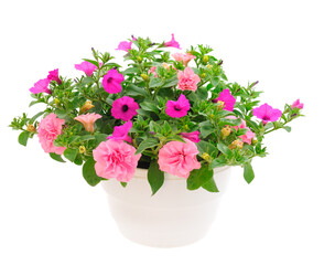 Bouquet of flowers petunia in a pot.Mix.