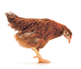 Brown hen isolated.