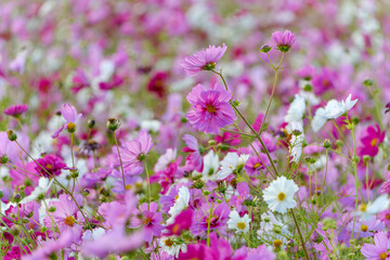 Fototapeta premium ピンクと白のコスモスが咲き誇る秋の花畑