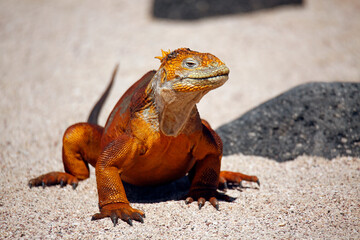 Close-up of a Galápagos Land Iguana (Conolophus subcristatus) in the Sand. North Seymour Island, Galapagos, Ecuador
