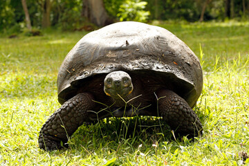 Galapagos Tortoise (Chelonoidis niger) Approaching. Santa Cruz Island, Galapagos