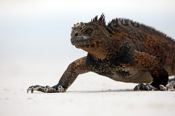 Close-up of a Marine Iguana (Amblyrhynchus cristatus hassi) Walking on the Beach. Tortuga Bay, Santa Cruz Island, Galapagos