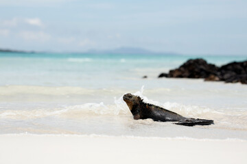 Marine Iguana (Amblyrhynchus cristatus hassi) at the Water's Edge, with Water Splashing. Tortuga Bay, Santa Cruz Island, Galapagos