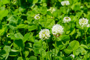 緑の中に咲くシロツメクサの群生