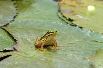 frog in the pond