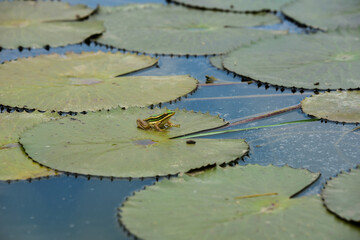 white water lily