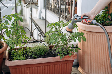 Hand holding a watering can, gently watering vibrant green plants in a terracotta pot, showcasing...