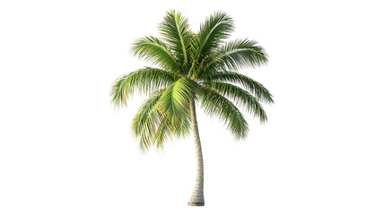 Coconut Tree PNG Isolated on Transparent Background.