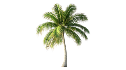 Coconut Tree PNG Isolated on Transparent Background.
