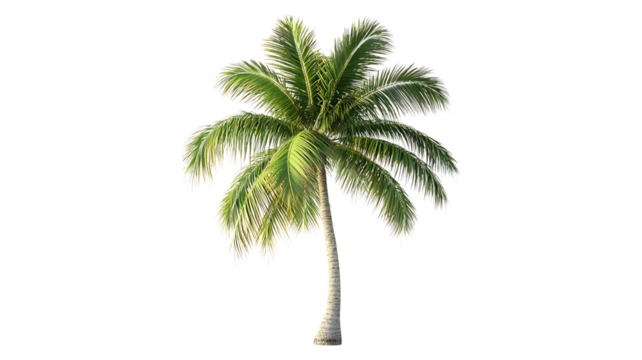 Coconut Tree PNG Isolated on Transparent Background.
