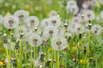 綿毛になったたんぽぽが群生する春の野原