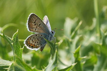 Closeup on a fresh emerged Silver-studded blue butterfly , Plebejus argus with open wings in a green thistle spike