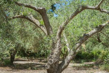 Sprawling olive tree in Crete on a sunny day