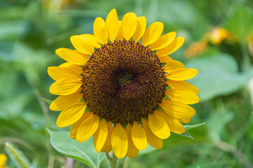 夏の陽射しを浴びる満開のひまわりの花