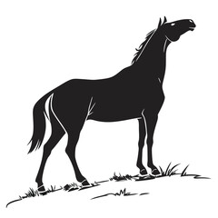 silhouette horse on white background 