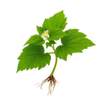 Goldenseal plant isolated white or transparent background , medicine herb organic floral concept 