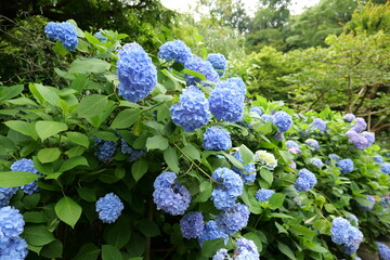 鎌倉, 明月院の紫陽花
