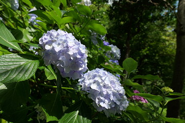 鎌倉, 長谷寺の紫陽花
