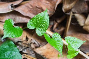 Fresh green heart-shaped leaves of a young vine growing on the forest floor, surrounded by dry brown leaves in natural sunlight.