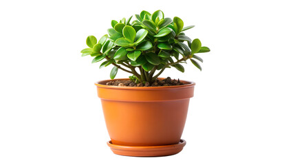Fototapeta premium cactus in a pot