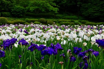相模原公園の花菖蒲
