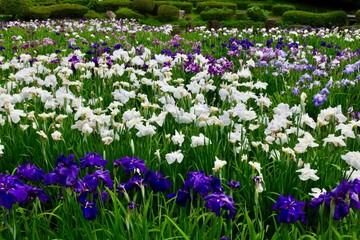 Fototapeta premium 相模原公園の花菖蒲 
