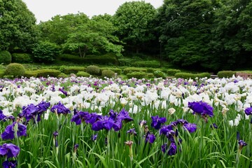 相模原公園の花菖蒲
