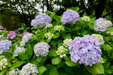 相模原公園の紫陽花
