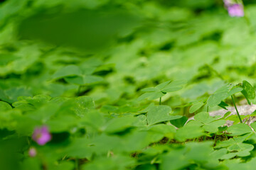 クローバーの葉が広がる初夏の林床
