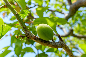 若葉の中に実る青梅の初夏