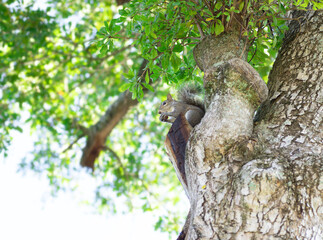 木の上で木の実を食べるトウブハイイロリス