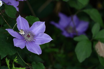 つる植物の女王