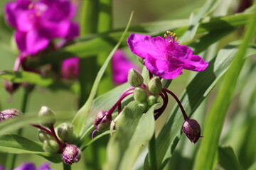 Pink flowers of Virginia spiderwort (Tradescantia virginiana) plant in summer garden